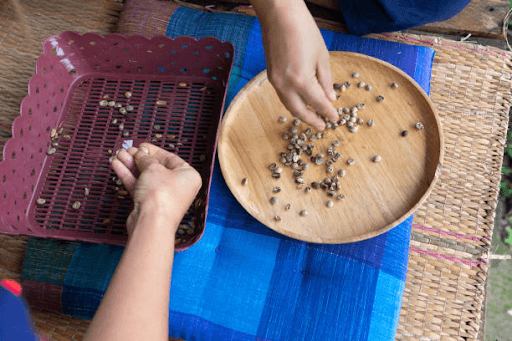 Robusta cherry and Robusta Parchment coffee