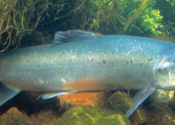 Salmon Fish
